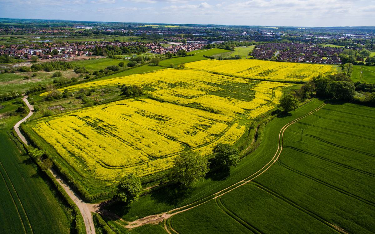 Drone view of yellow oilseed rape and green crop fields with tractor tramlines near Stafford, England